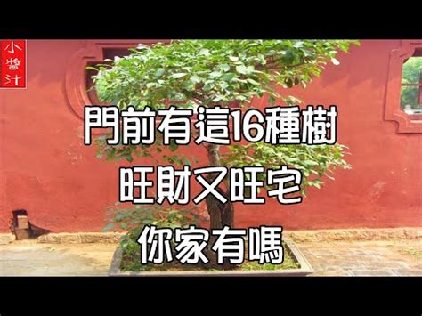 陽樹 陰樹|什麼！樹木也能分陰、陽？這到底是風水還是植物學啊？——《聆。